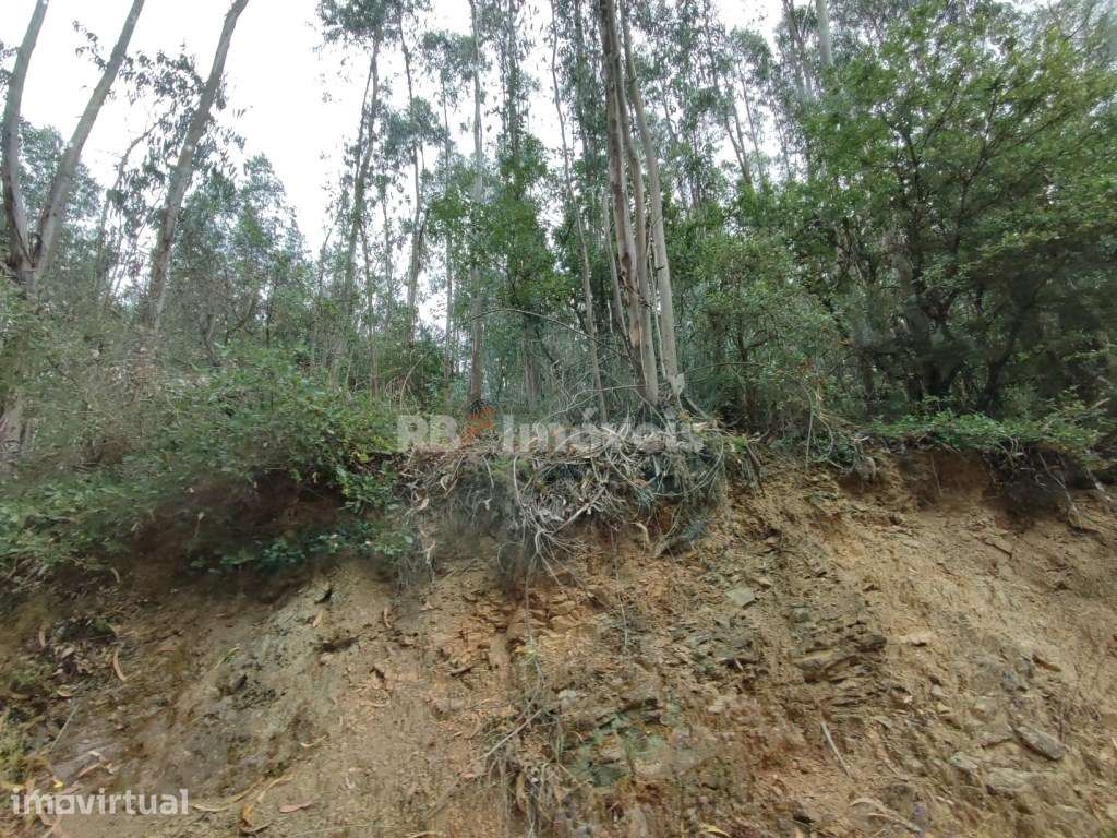Eucaliptal com 3800m² - Serra de Santa Catarina, Ferreira do Zêzere - Grande imagem: 4/9