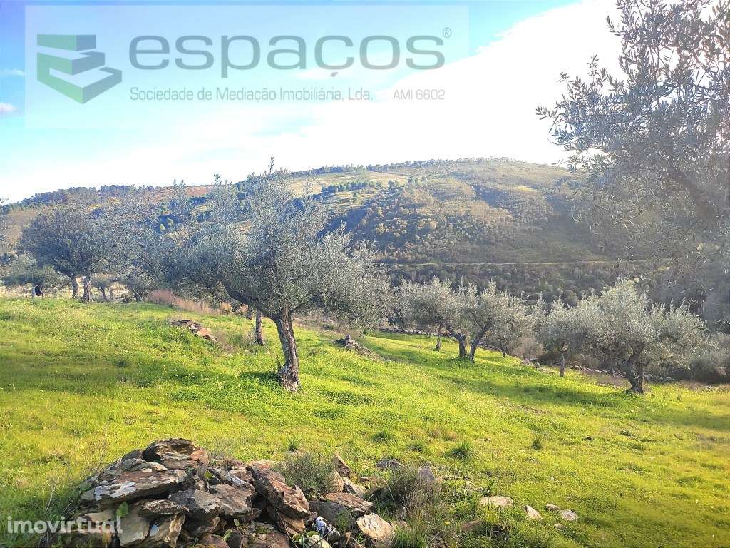 Quinta Rustica junto ao Rio Tejo - Grande imagem: 2/22