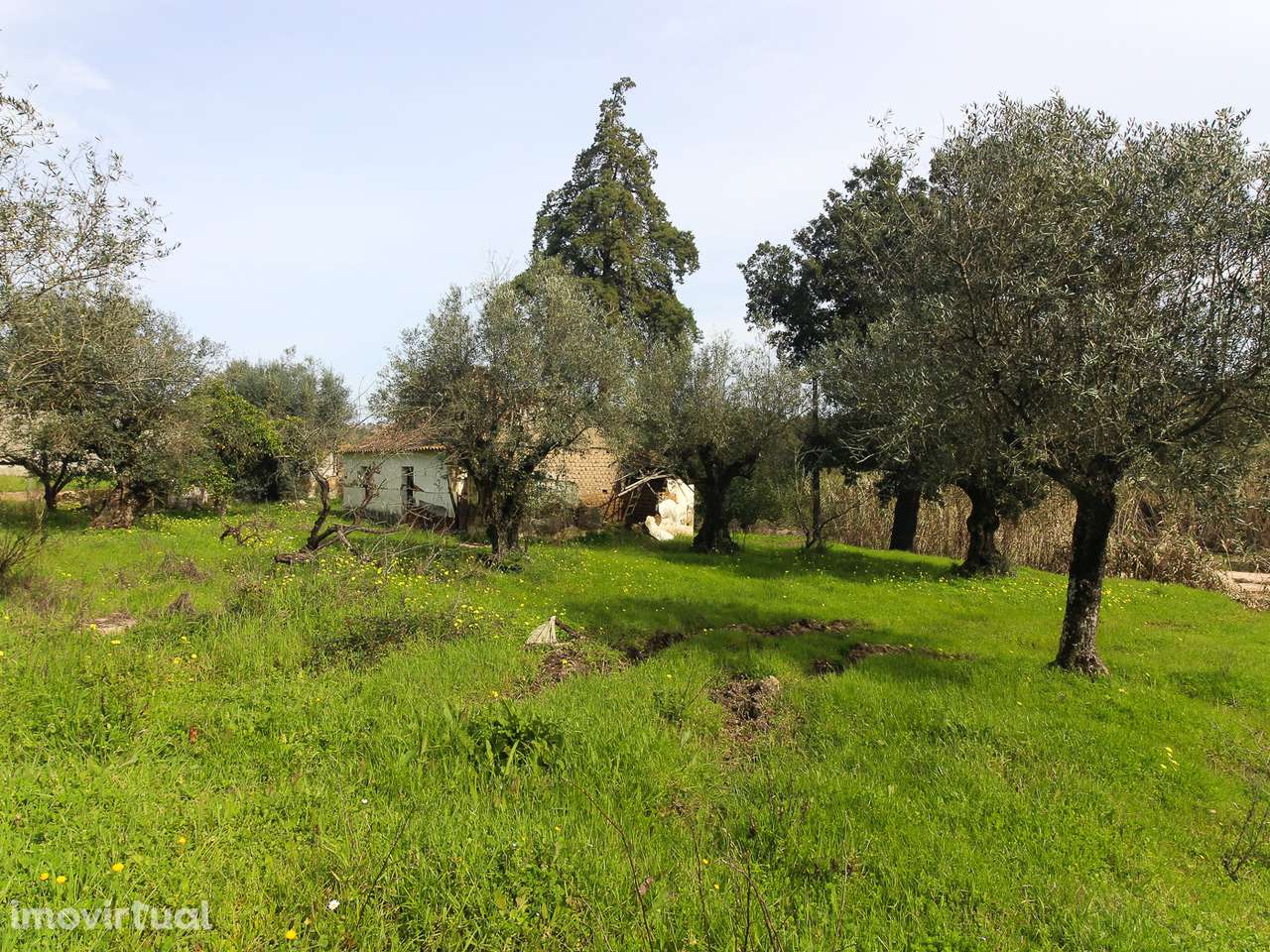 Terreno com cerca de 1 Hectare - Grande imagem: 5/20