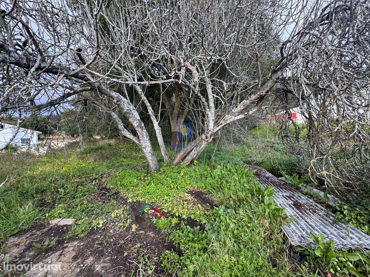 Terreno Hortas, Azinheira - Rio Maior - Grande imagem: 2/11
