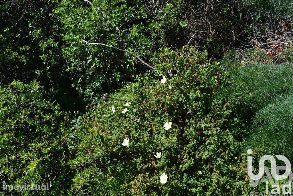 Terreno Agrícola em Carnota - Grande imagem: 3/36