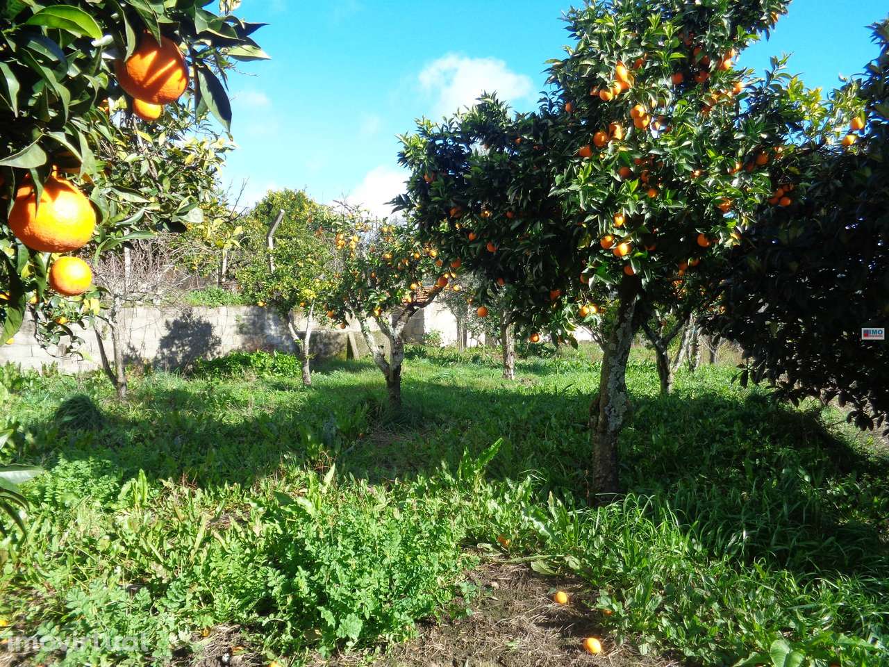 Terreno - Teixoso - 7 min da Covilhã - Grande imagem: 3/13