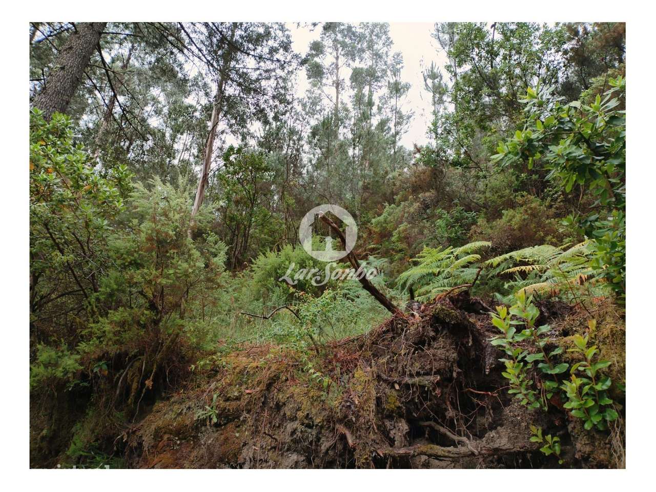 Terreno com 9.380m2 no  Parque Natural do Gerês - Grande imagem: 4/5