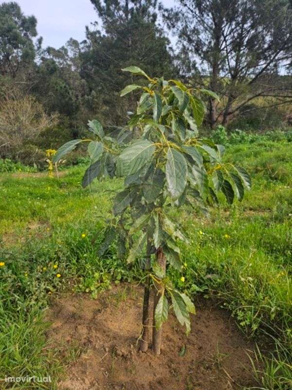 Terreno  para venda - Grande imagem: 5/12