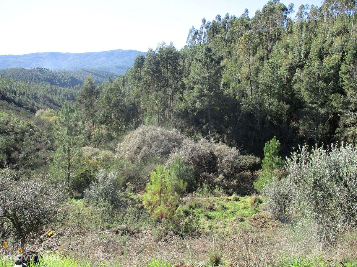 Quinta com Ruína - Grande imagem: 2/6