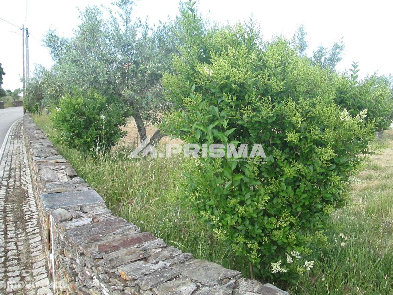 Terreno Rústico à Venda em Benquerenças - Grande imagem: 4/22