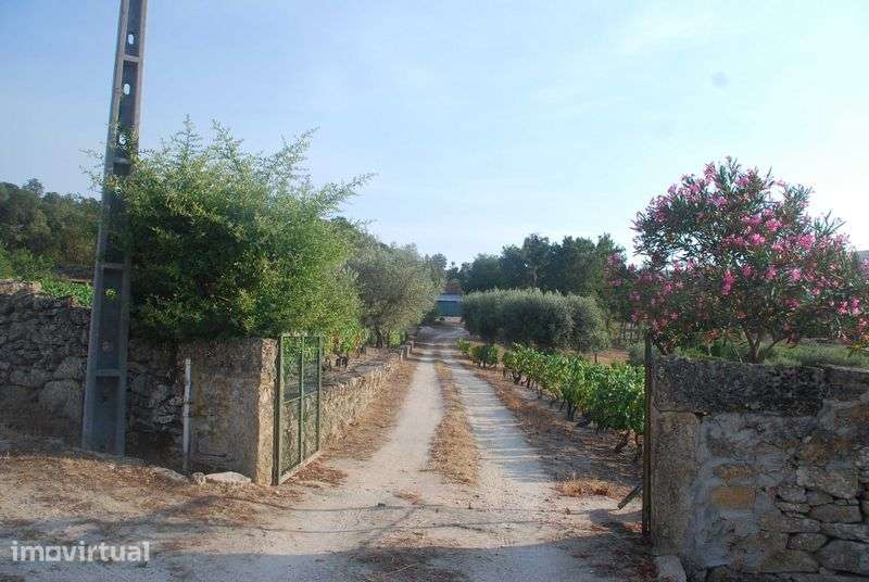 Quinta da Foroa, Macieira (Sernancelhe) - Grande imagem: 2/12