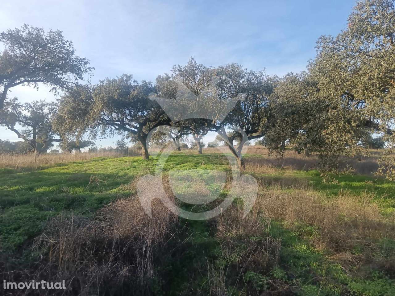 Terreno/Olival - Grande imagem: 3/33