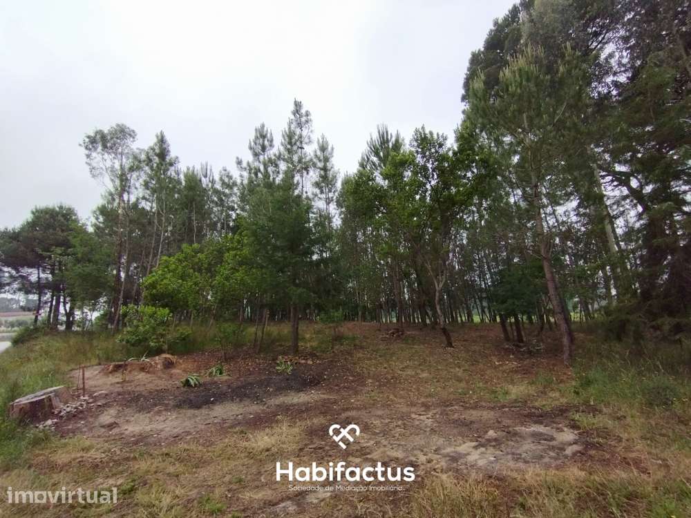 Terreno Agrícola à Venda em Nelas - Grande imagem: 4/7