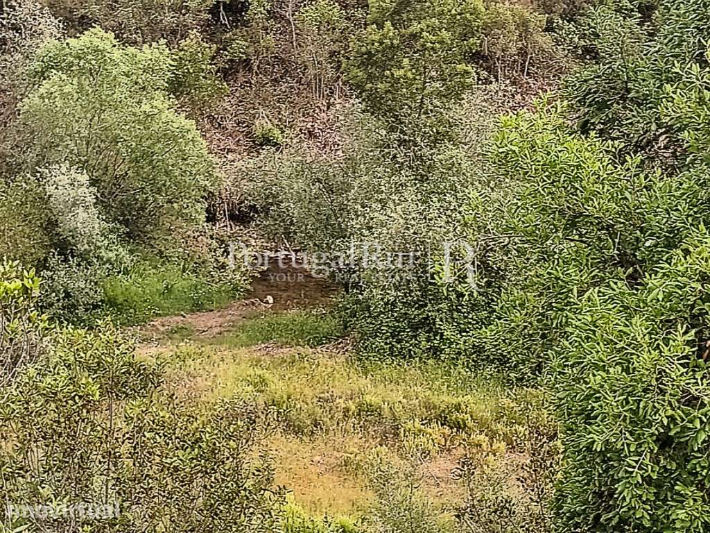 Quinta com 6,8 hectares, ruína e projeto para Turismo - Grande imagem: 5/12