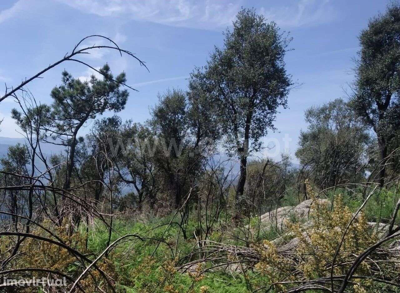 Terreno / Baião, Santa Cruz do Douro e São Tomé de Covelas - Grande imagem: 3/6