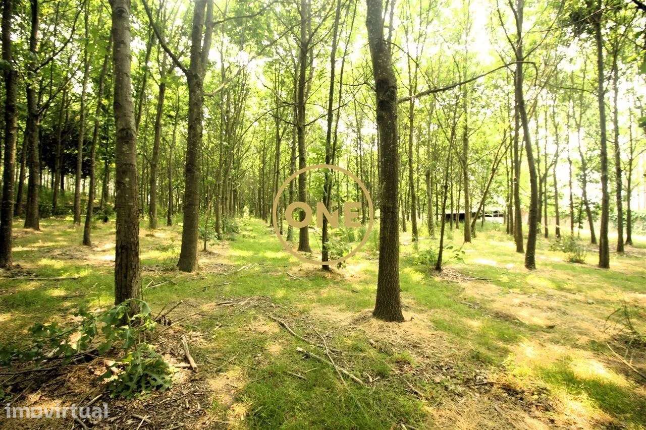 Terreno Florestal com 11.910 m² em Ribeirão - Grande imagem: 5/17