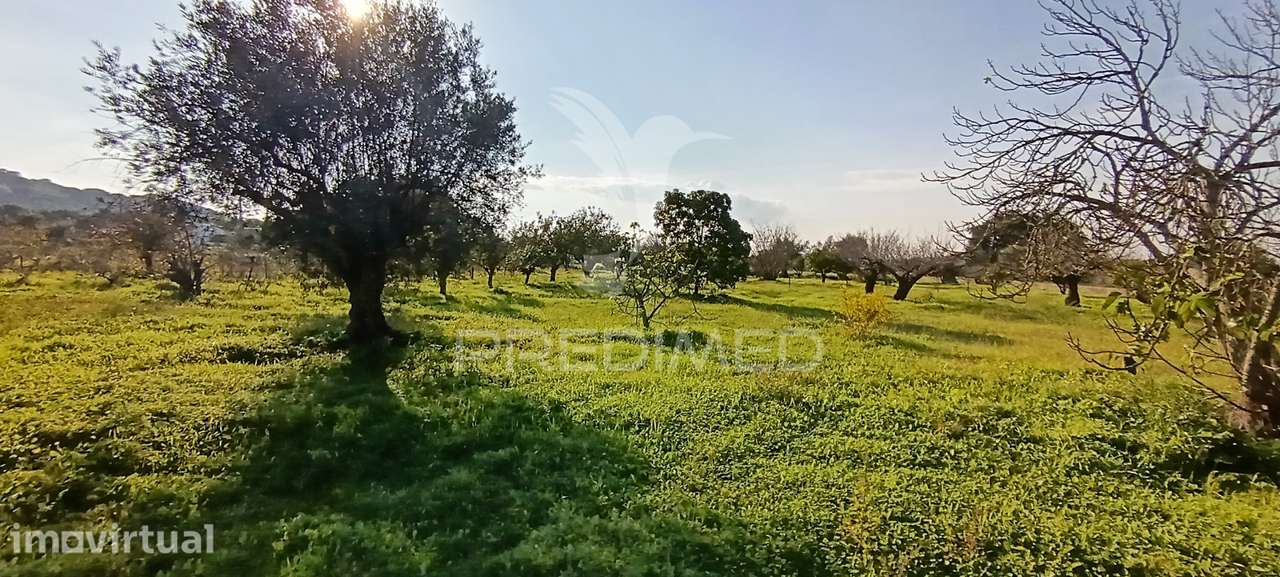 Terreno Rustico de 7.320m2 em Cabanas, Palmela - Grande imagem: 3/39