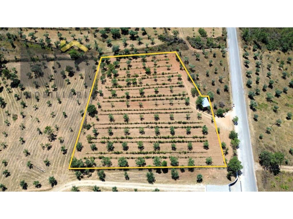 Terreno Rústico com 4.600 m² para venda em Juncal do Campo! - Grande imagem: 2/23