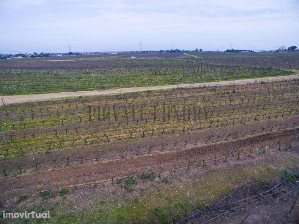 Vinhas Península de Setúbal, casas, anexos e armazém, 45Ha. - Grande imagem: 2/11