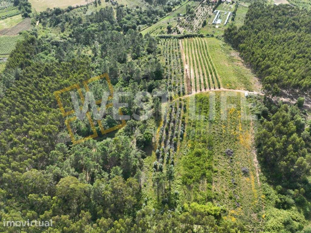 Terreno Agrícola de 8875m2 - Excelente exposição solar - Sobral da ... - Grande imagem: 3/15
