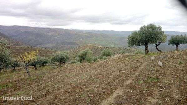 Terreno 15000m2 (1,5h) - Grande imagem: 5/12