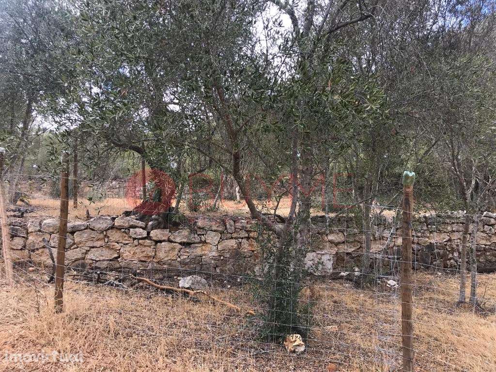 Terreno Misto com Potencial Residencial e Rústico em Boliqueime - Grande imagem: 5/16