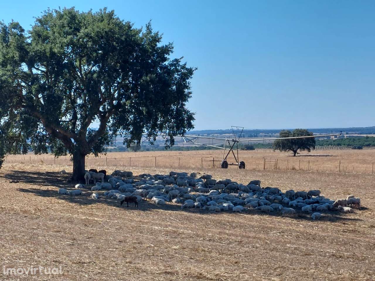 Herdade Alto Alentejo - Grande imagem: 4/8