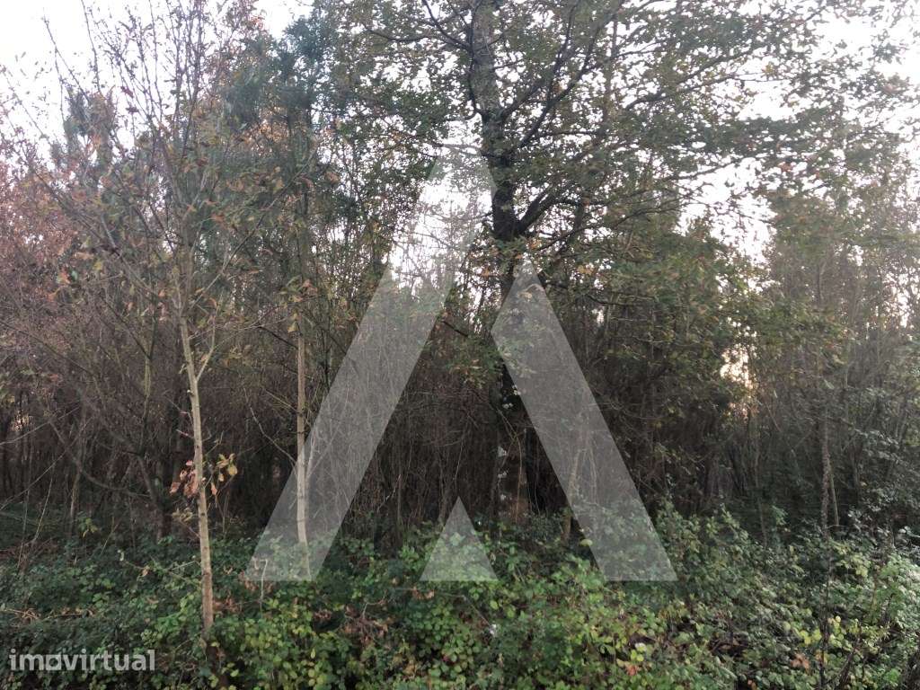 Terreno rústico localizado numa zona industrial em Valongo do Vouga - Grande imagem: 3/8