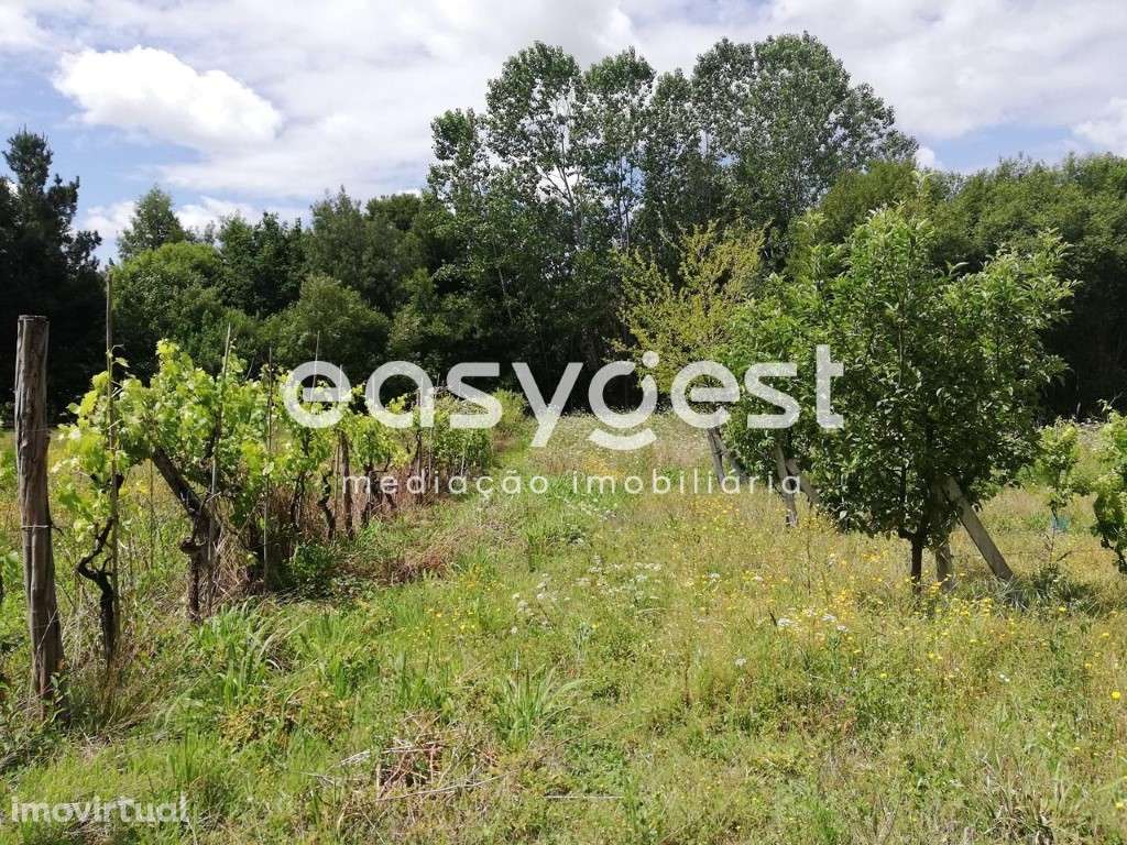 Terreno com vinha e zona florestal - Granja - Grande imagem: 5/12