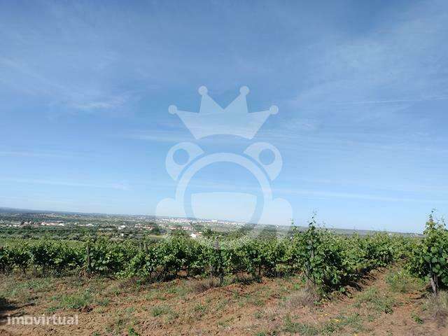 Vinha 5,6 ha com 2 apoios agrícolas e poço - Grande imagem: 5/15