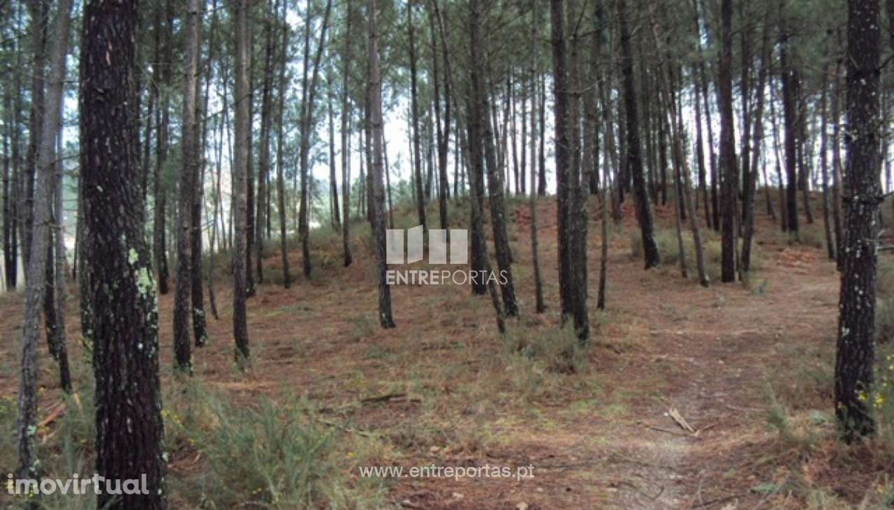Venda Terreno, junto à estrada, Tabuado, Marco de Canaveses - Grande imagem: 5/9