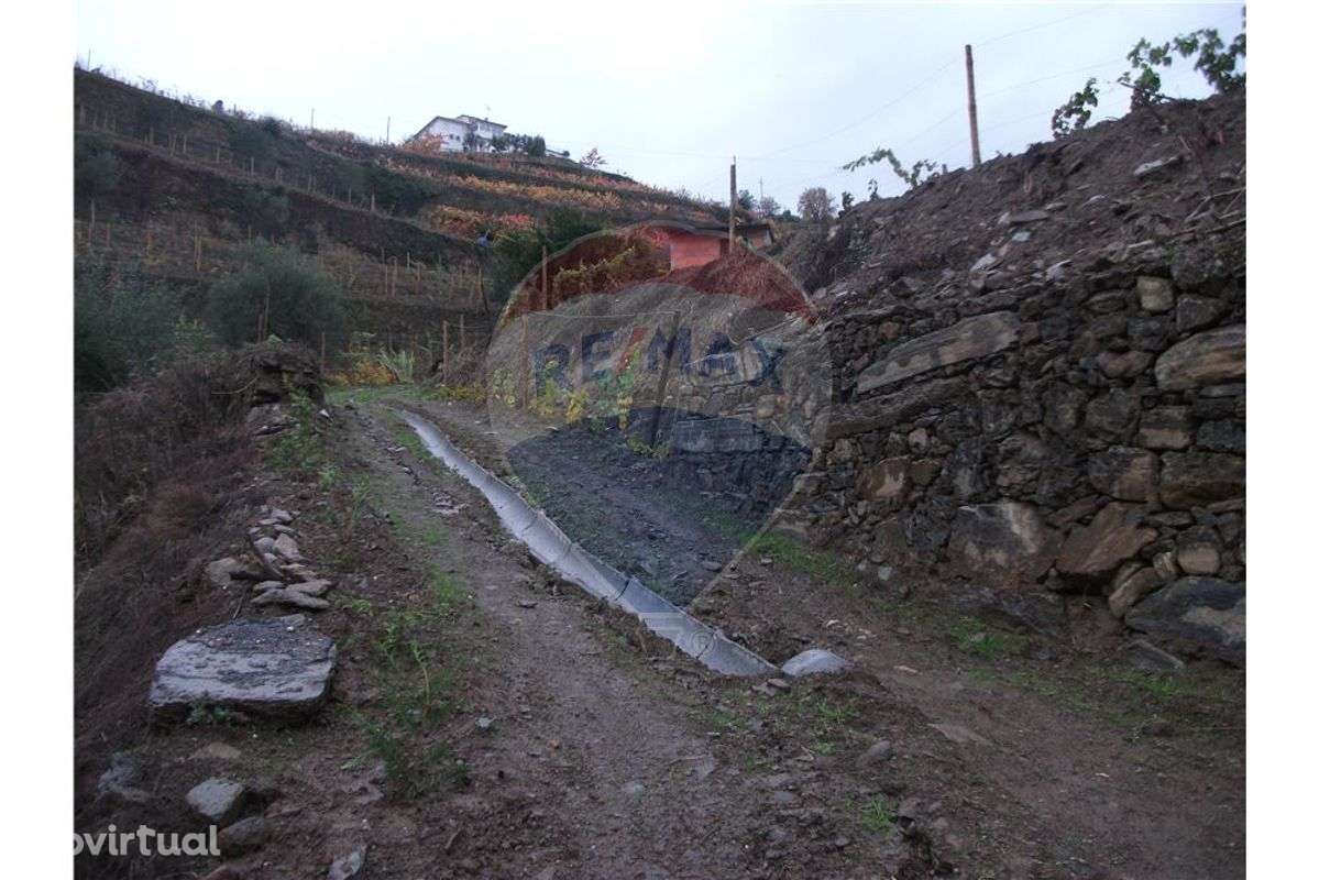 Terreno com vinha nova, campo e pomar - Grande imagem: 4/16