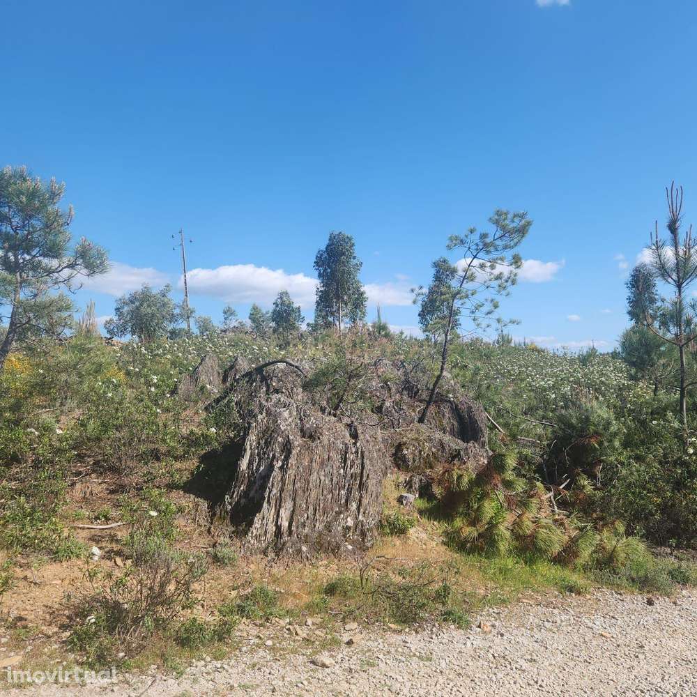 Terreno Rústico com 4000m2, Retaxo, Castelo Branco - Grande imagem: 4/10