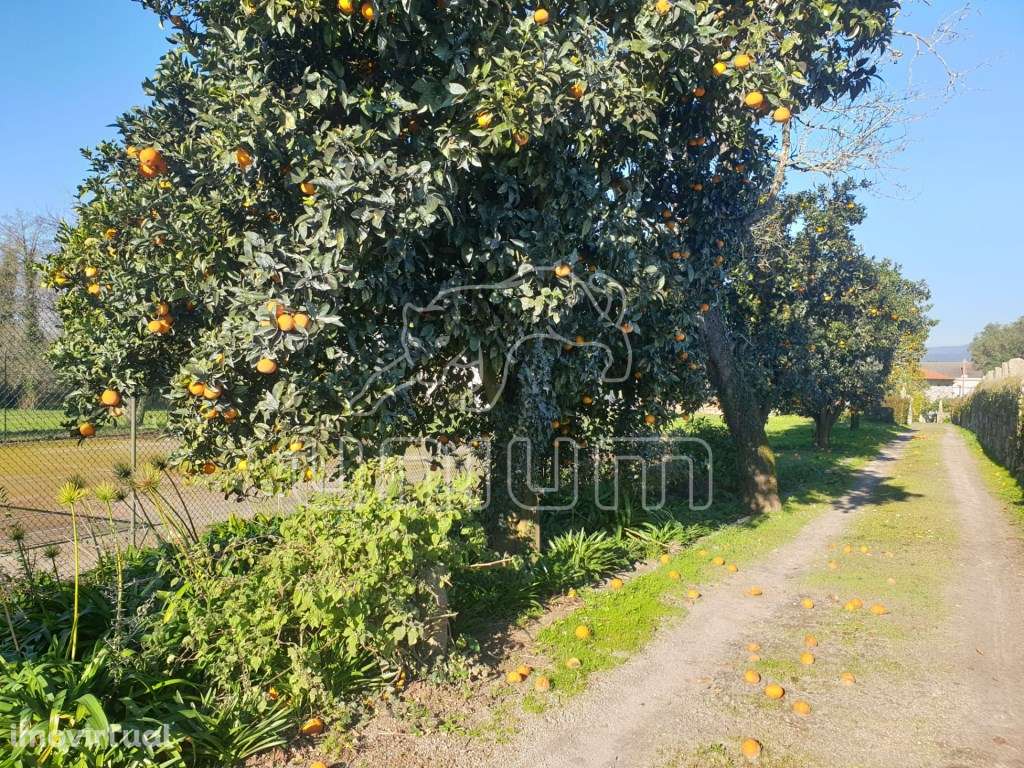 Quinta Brasonada em Vila Franca, Viana do Castelo - Grande imagem: 5/11