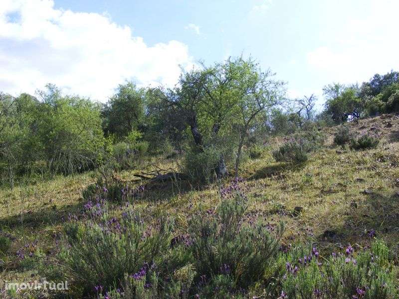 Terreno rústico - Alcoutim - Grande imagem: 4/6