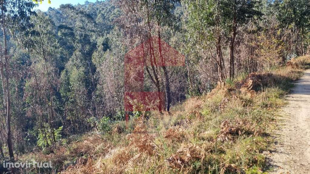 Terreno em floresta de produção, Gondiães - Grande imagem: 2/12