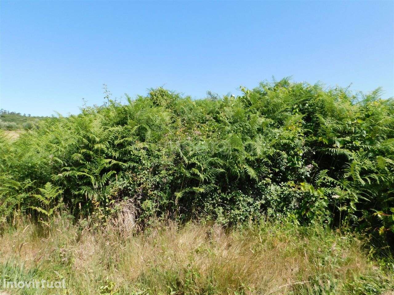 Terreno com ruina / Seia, Pinhanços - Grande imagem: 3/8