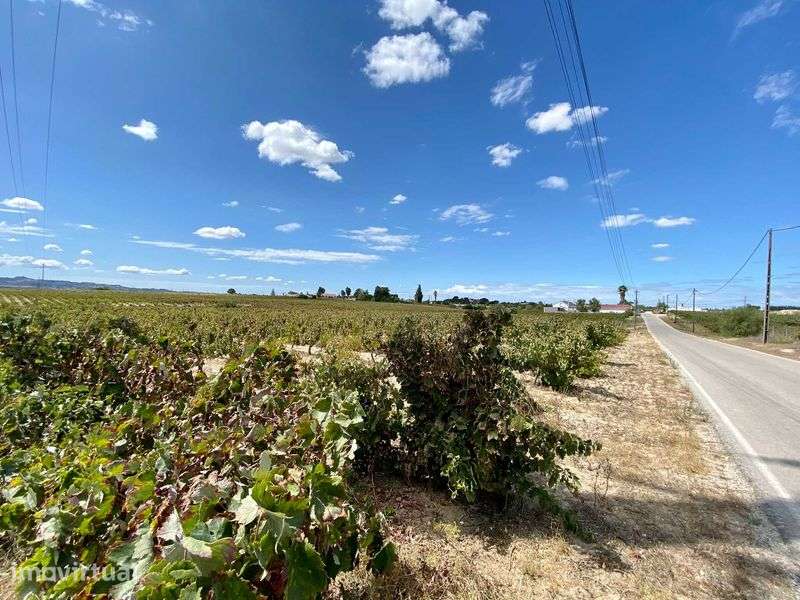 Terreno com vinha no Lau, Palmela 15.000 m2 - Grande imagem: 4/9