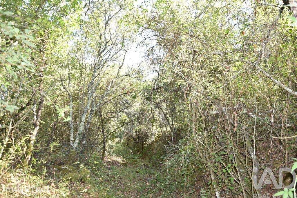 Terreno em Areias e Pias de 7520,00 m2 - Grande imagem: 2/23