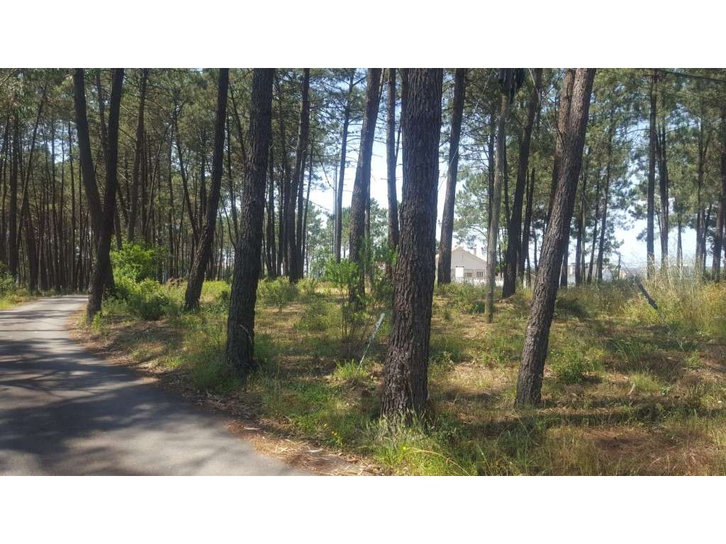 Terreno - Leiria - Grande imagem: 4/4