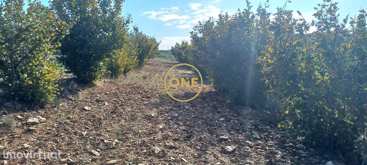 Terreno rústico/agrícola com 1,7 hectares, em Argozelo, Vimioso, Braga - Grande imagem: 4/17