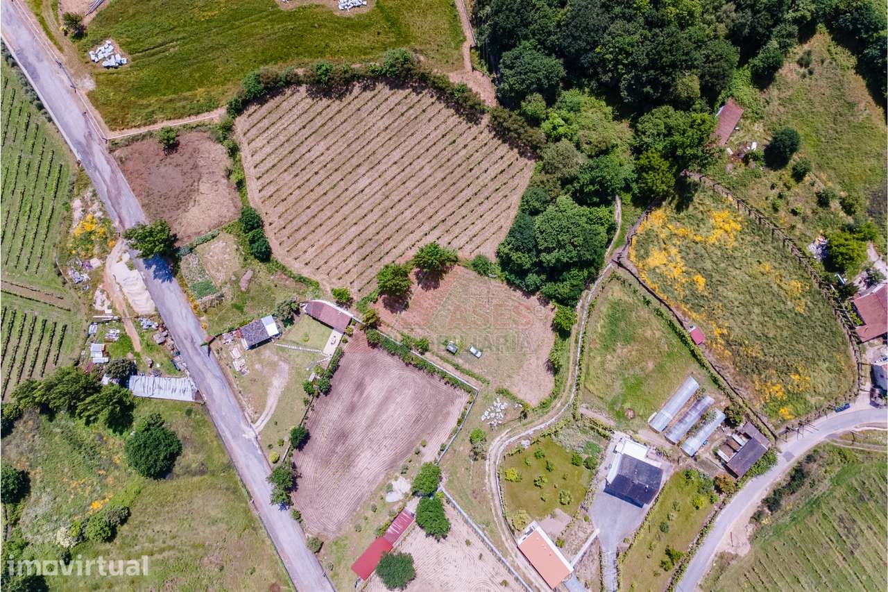 Terreno a 3 km do Centro de Fafe com Vinha e Nascente em Golães- Fafe! - Grande imagem: 2/10