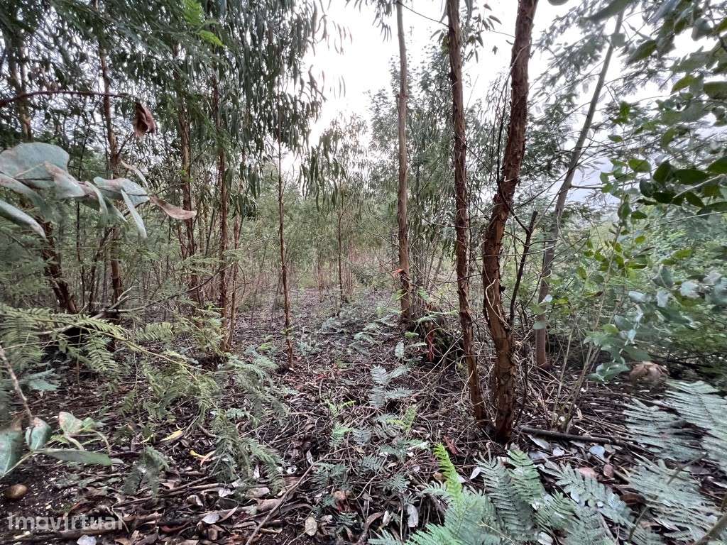 Terreno para construção em São Martinho do Bispo na zona do Avial - Grande imagem: 5/6