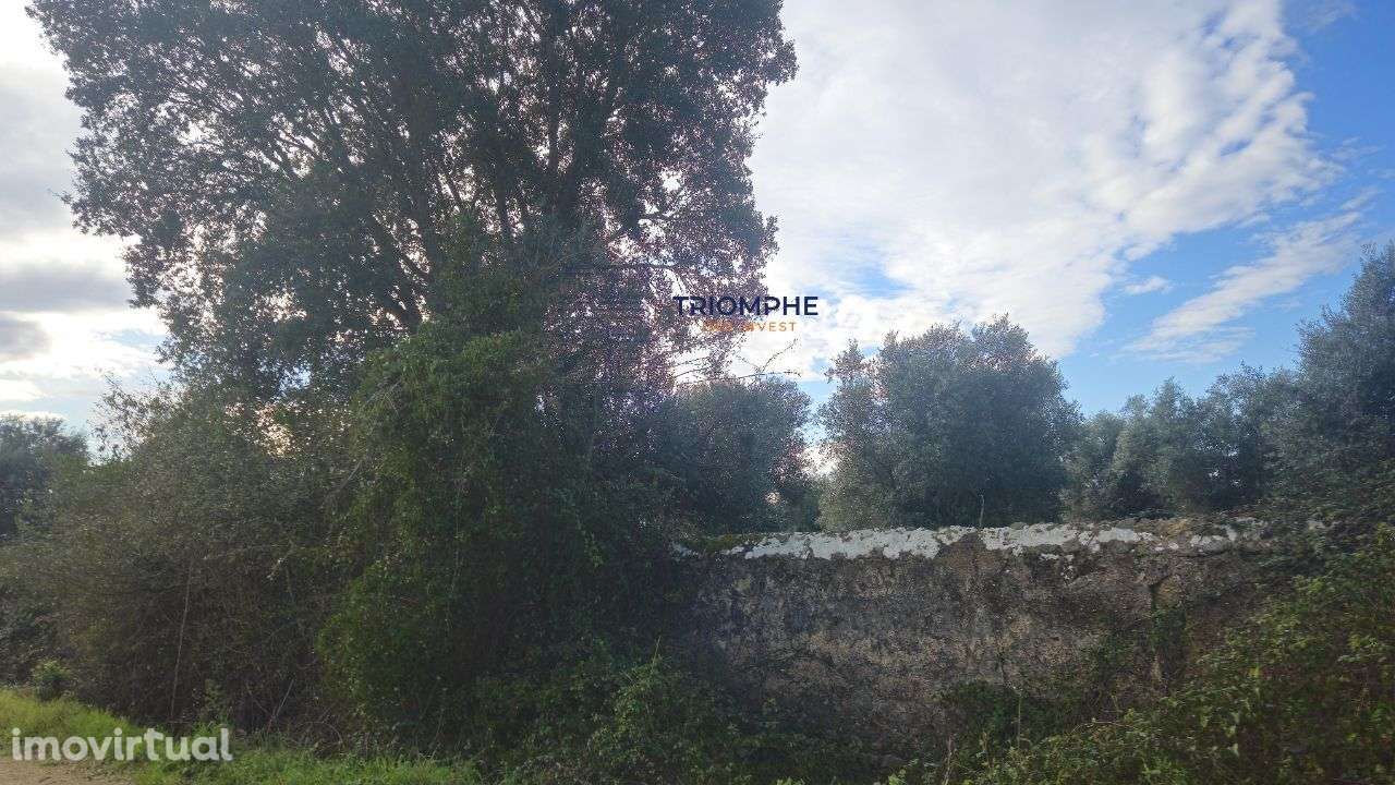 Terreno rústico 2.9000m2, Montalvo, Constância - Grande imagem: 5/8