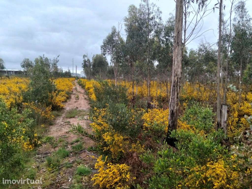 Terreno para construção de pavilhão - Zona Industrial Albergaria -a... - Grande imagem: 2/16