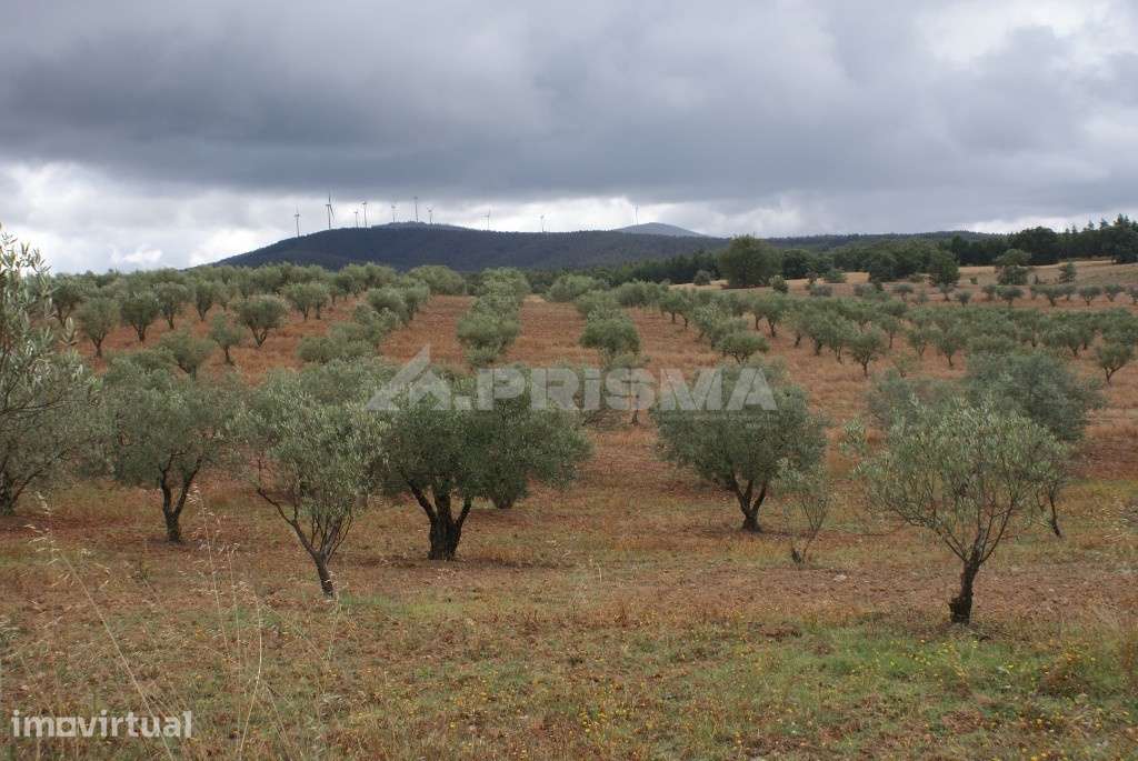 Terreno agrícola para venda - Grande imagem: 4/8