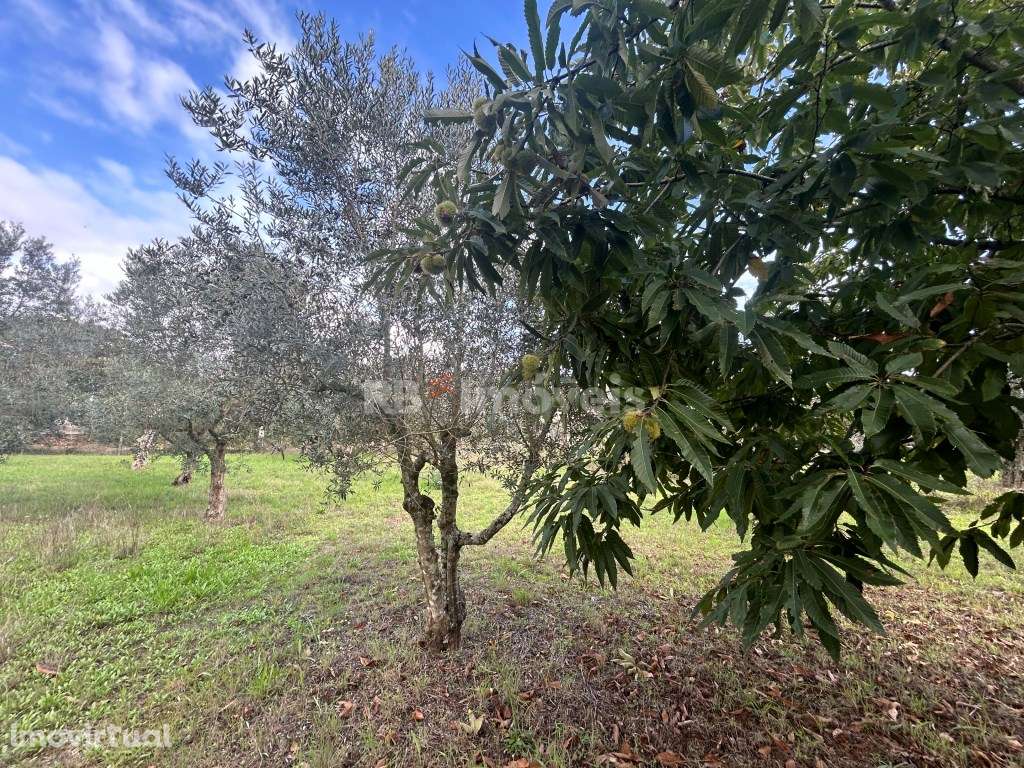 2 Terrenos Rústicos com PDM - Carril, Ferreira do Zêzere - Grande imagem: 4/21