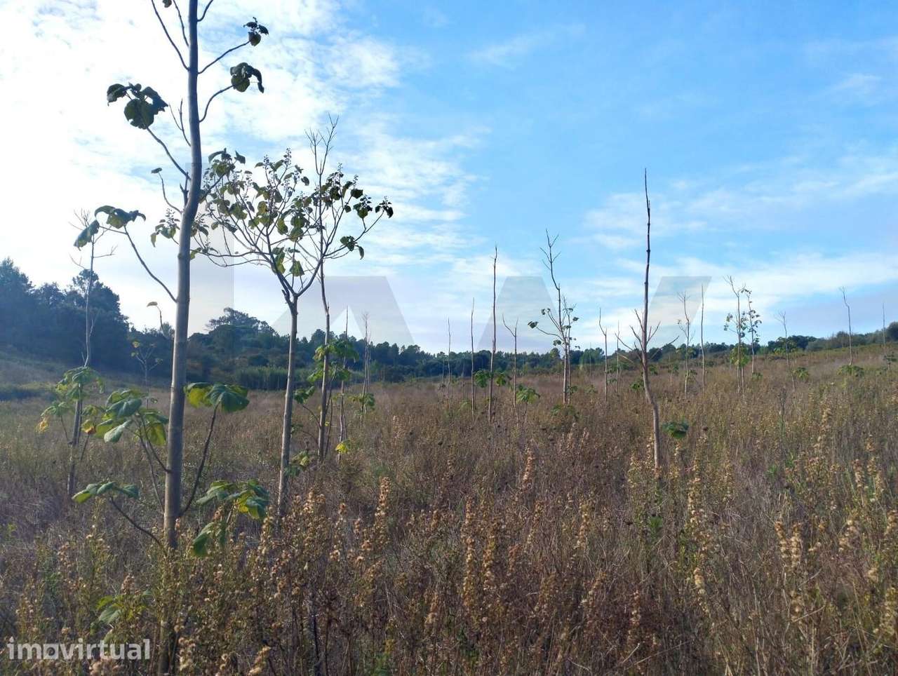 Terreno em Cabanas do Chão com 50280 m2 - Grande imagem: 4/6