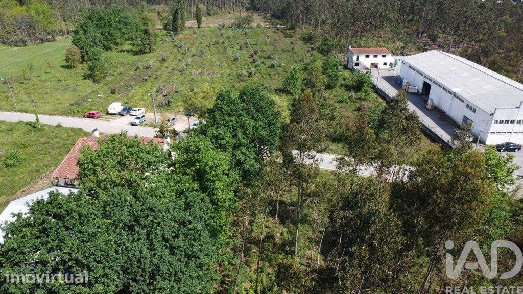 Terreno Agrícola em Sangalhos - Grande imagem: 3/6