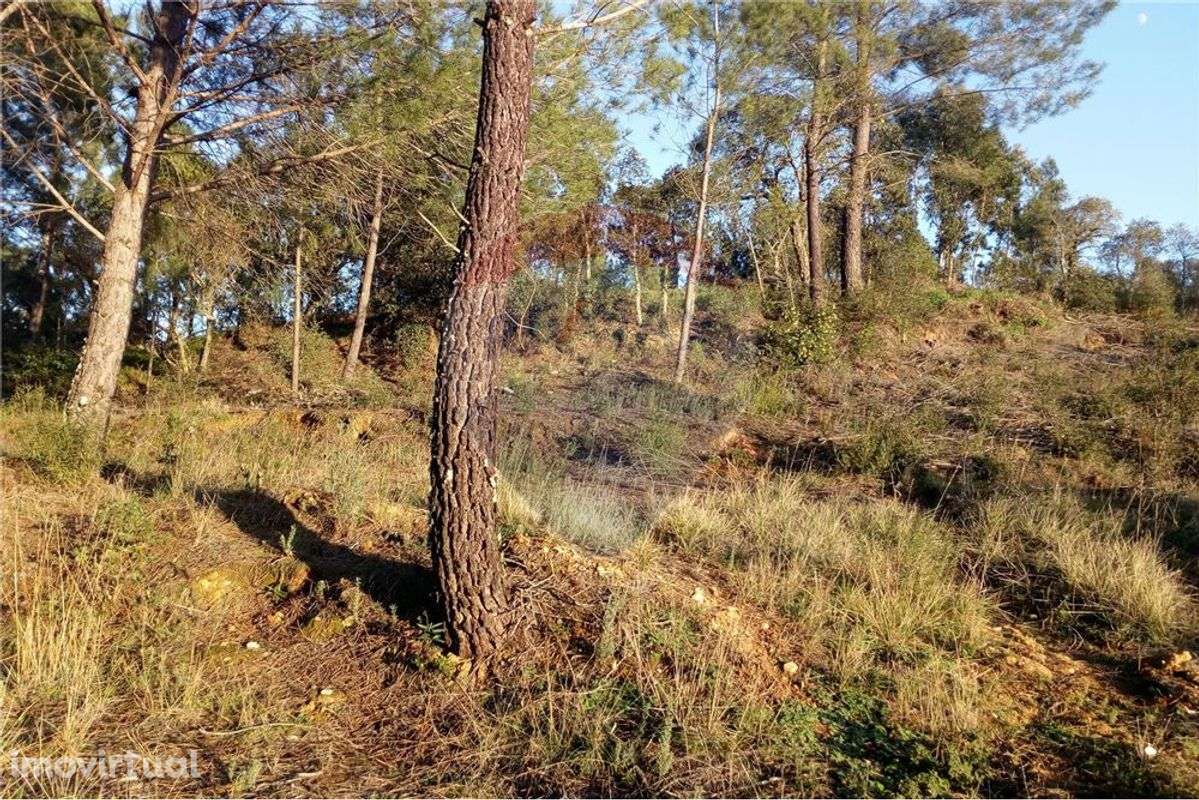 TERRENO PARA CONSTRUÇÃO - Grande imagem: 3/11