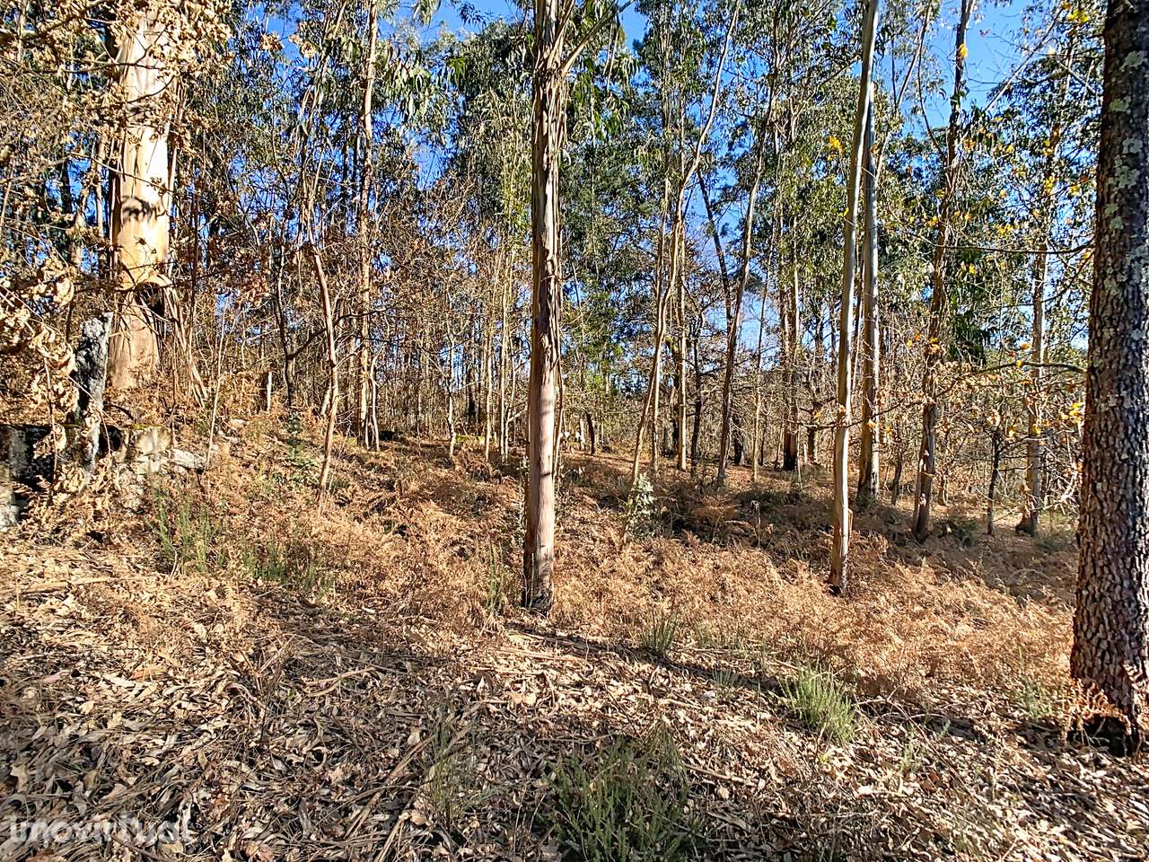 Terreno em Moreira do Rei - Grande imagem: 5/8
