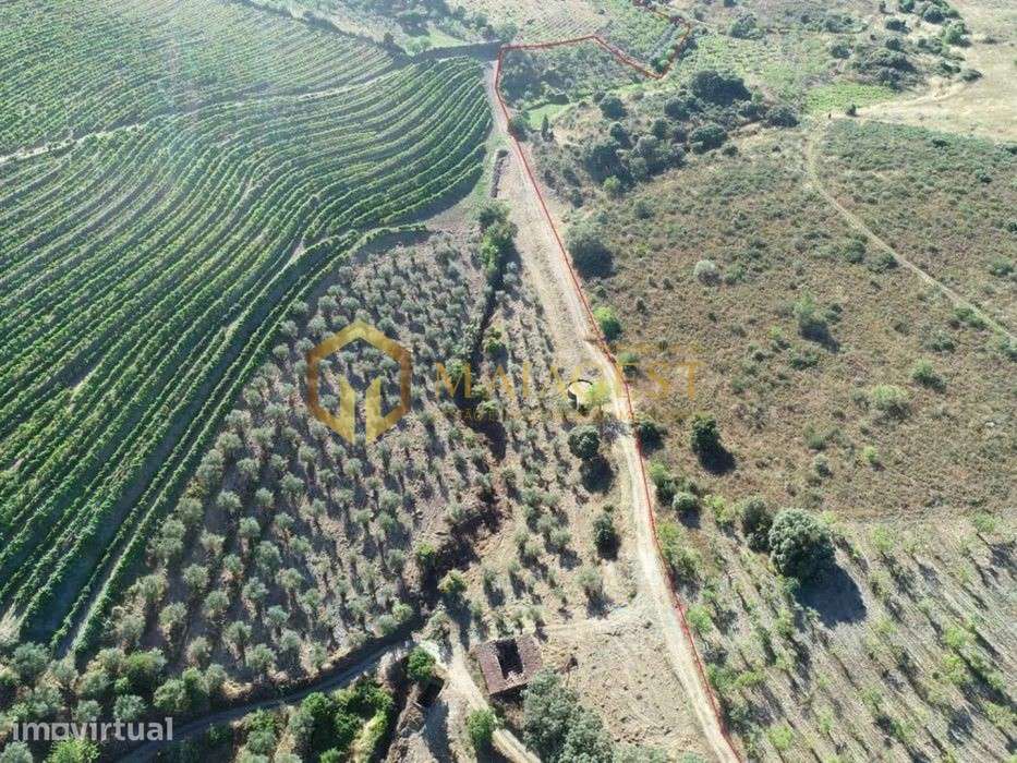 Terreno agrícola para produção de vinho em Freixo de Espada a Cinta - Grande imagem: 2/14