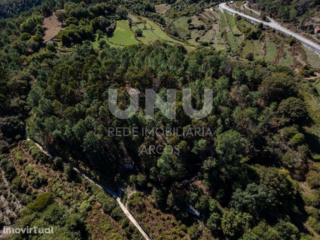 Bouça com carvalhos, pinheiros e castanheiros. - Grande imagem: 4/6