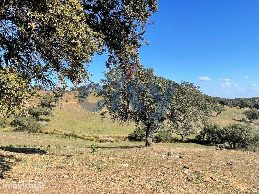 Herdade de Monte Branco, Figueira e Malhada Velha - Grande imagem: 3/41
